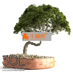 آبجکت گیاه plant 619