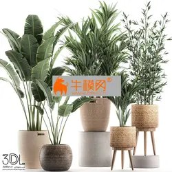 آبجکت گیاه plant 616