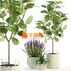 آبجکت گیاه plant 609