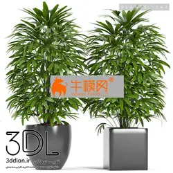 آبجکت گیاه plant 584