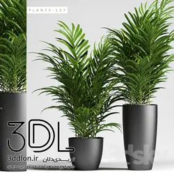 آبجکت گیاه plant 555
