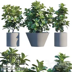 آبجکت گیاه plant 536