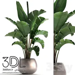 آبجکت گیاه plant 529