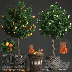 آبجکت گیاه plant 524