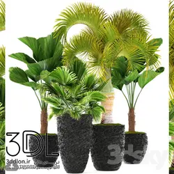 آبجکت گیاه plant 505