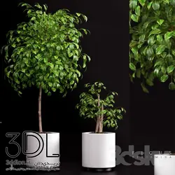 آبجکت گیاه plant 475