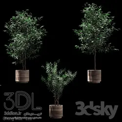 آبجکت گیاه plant 459