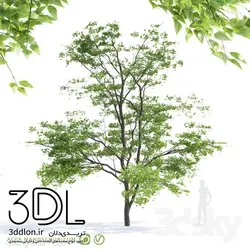 آبجکت گیاه Plant 454