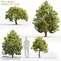 آبجکت گیاه Plant 453