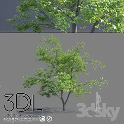 آبجکت گیاه Plant 446