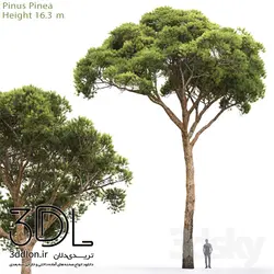 آبجکت گیاه Plant 441