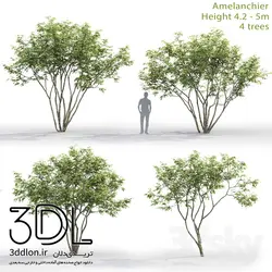 آبجکت گیاه Plant 435