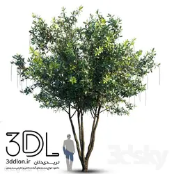 آبجکت گیاه Plant 433