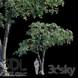 آبجکت گیاه Plant 428