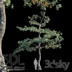 آبجکت گیاه Plant 426