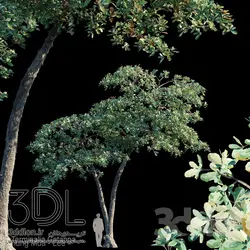 آبجکت گیاه Plant 425