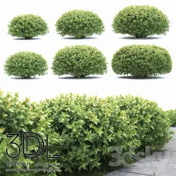 آبجکت گیاه Plant 398