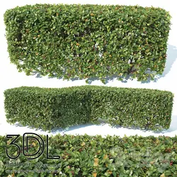 آبجکت گیاه Plant 375