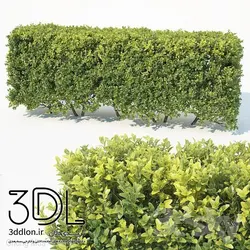 آبجکت گیاه Plant 371