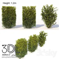 آبجکت گیاه Plant 368