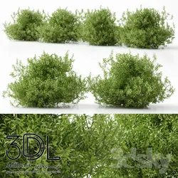 آبجکت گیاه Plant 367