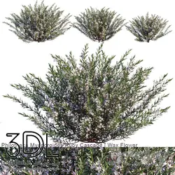 آبجکت گیاه Plant 352