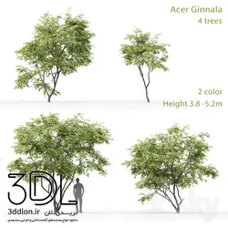 آبجکت گیاه Plant 351