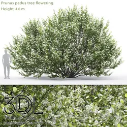 آبجکت گیاه Plant 346