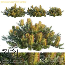 آبجکت گیاه Plant 344