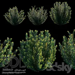 آبجکت گیاه Plant 335