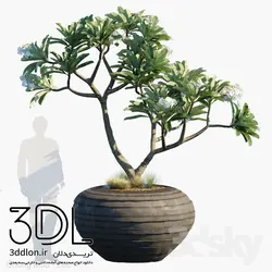 آبجکت گیاه Plant 325