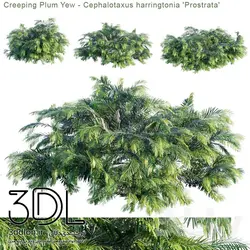 آبجکت گیاه Plant 319