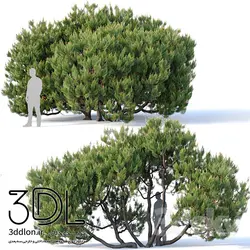 آبجکت گیاه Plant 312