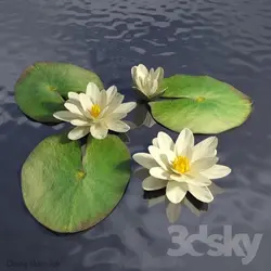 آبجکت گیاه Plant 307