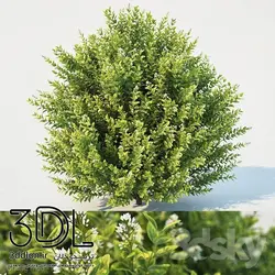 آبجکت گیاه Plant 296