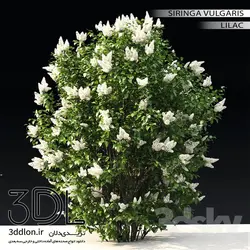 آبجکت گیاه Plant 282