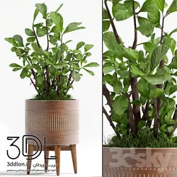 آبجکت گیاه plant 258