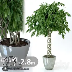 آبجکت گیاه plant 234