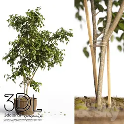 آبجکت گیاه 134 plant