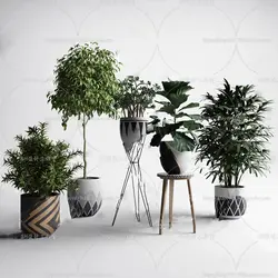 آبجکت گیاه -48 plant