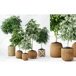 آبجکت گیاه -30 plant