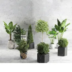 آبجکت گیاه -27 plant