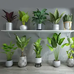 آبجکت گیاه -03 plant