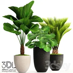 آبجکت گیاه plant 918