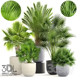 آبجکت گیاه plant 902