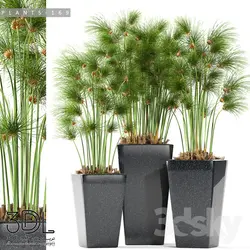 آبجکت گیاه plant 899