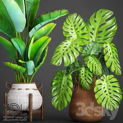 آبجکت گیاه plant 893