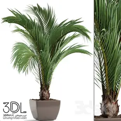 آبجکت گیاه plant 849