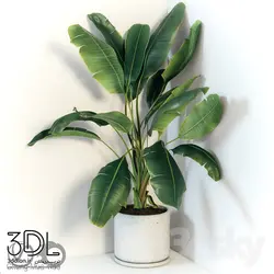 آبجکت گیاه plant 841