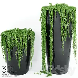 آبجکت گیاه plant 877